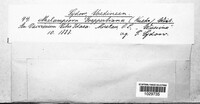 Pucciniastrum goeppertianum image